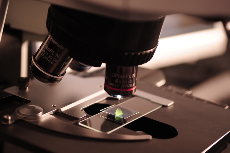Forscher, der wissenschaftliche Studien mit einem Mikroskop durchführt